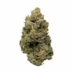 The Bwanana cultivar is a sativa-forward hybrid strain bred through the lineage of Sweet Skunk