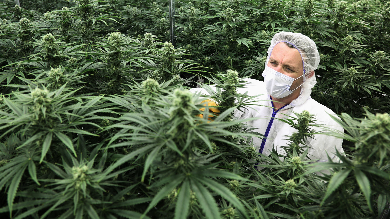 Man Working in Marijuana Garden | 4 Best Strains for PTSD