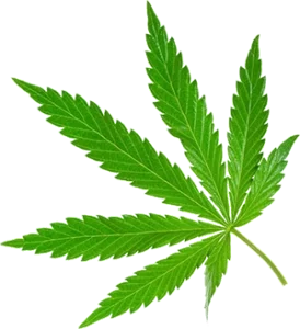 Image of Medical Cannabis Leaf - Medical Cannabis Available at bepainfreeglobal.com with a valid California Medical Card