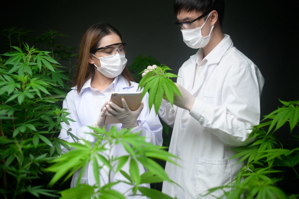 concept cannabis plantation medical scientist holding test tube laptop analysis cannabis farm 1
