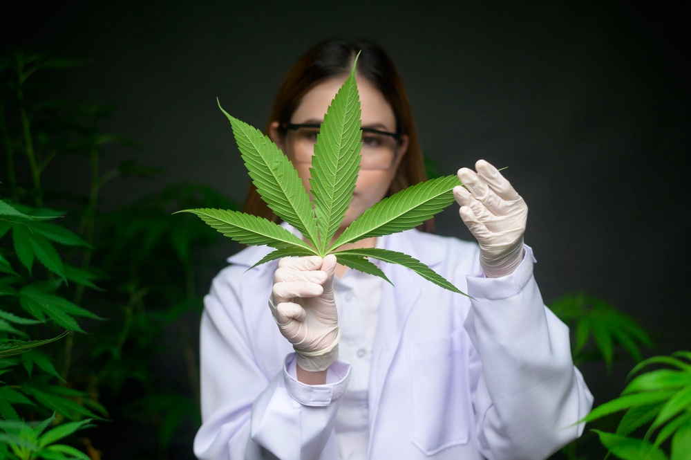 scientist is checking analyzing cannabis leaves experiment hemp plant herbal pharmaceutical cbd oil laboratory