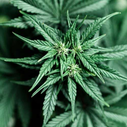 Cannabis Plant Top Starting To Flower - Sativa Category Background Image