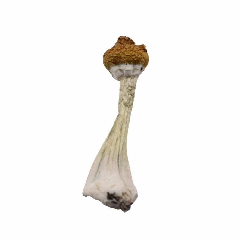 JEDI MIND MUSHROOM by High Tolerance Concentrates (HTC) - A Be Pain Free Global Brand