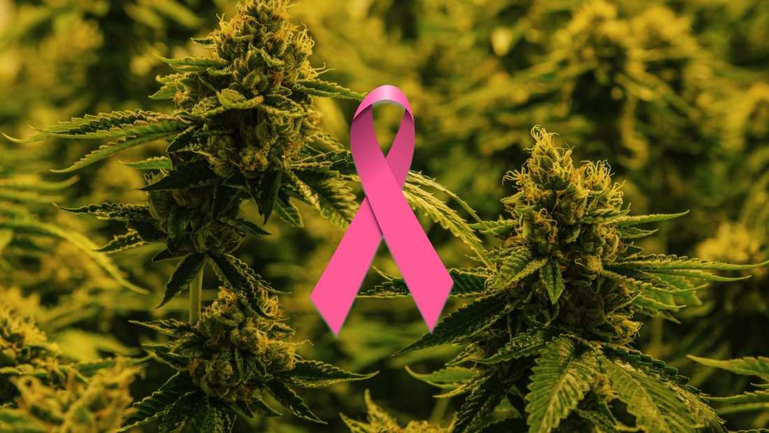 cannabis breast cancer blog