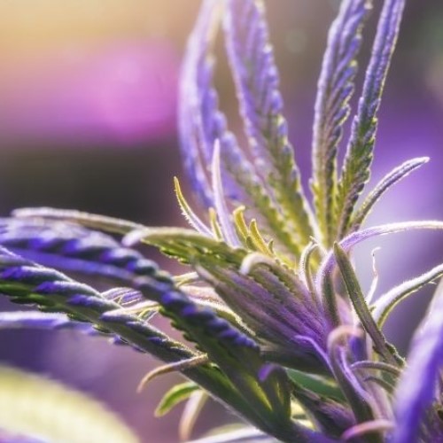 Hybrid Category Image Of Purple Hybrid Cannabis Plant