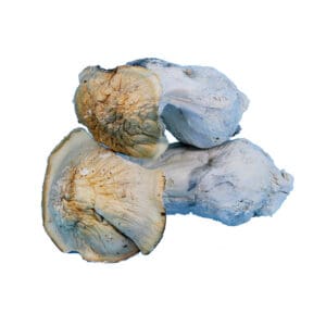 Shop for PENIS ENVY MUSHROOM by High Tolerance Concentrates (HTC) - A Be Pain Free Global Brand. We offer a wide variety of High Tolerance Flowers.