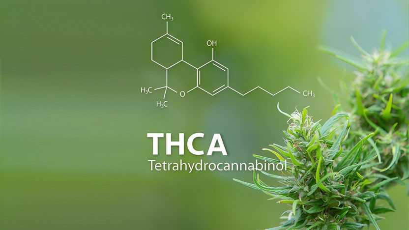 What is THC-A and What are the Benefits?